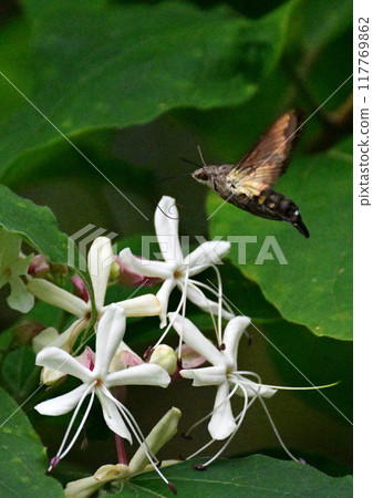 日本黑白花的花朵 117769862