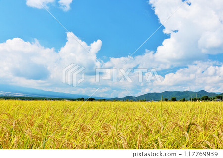 Autumn blue sky and rice field 117769939