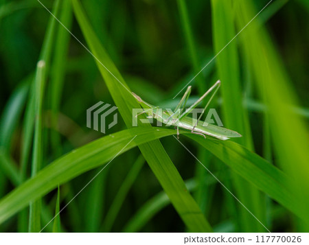 Japan's largest grasshopper species, the short-horned grasshopper, on the grass Japan's largest grasshopper species, the short-horned grasshopper, on the grass 117770026
