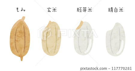 Vector illustration of rice types: Unpolished rice, Brown rice, Germ rice, Polished rice Vector illustration of rice types: Unpolished rice, Brown rice, Germ rice, Polished rice 117770281