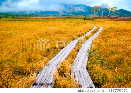 有秋葉和薄霧的濕地的木路 117770471