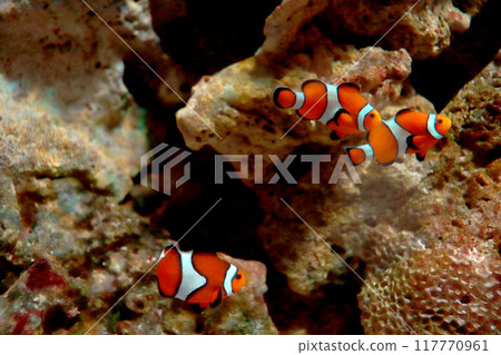 小丑魚在淺海裡靜靜地度過時光 117770961