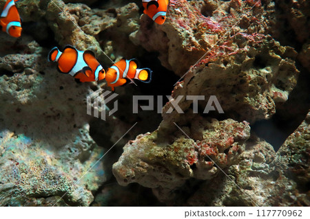 小丑魚在淺海裡靜靜地度過時光 117770962