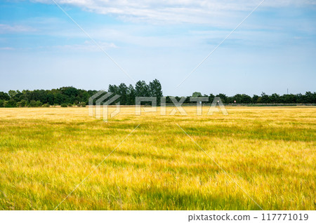 Farmland with wheatfields and grasses at the Danish countryside around Rodby, Denmark Farmland with wheatfields and grasses at the Danish countryside around Rodby, Denmark 117771019