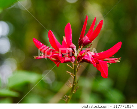 Red flowers of the legume family Coral pea 117771034