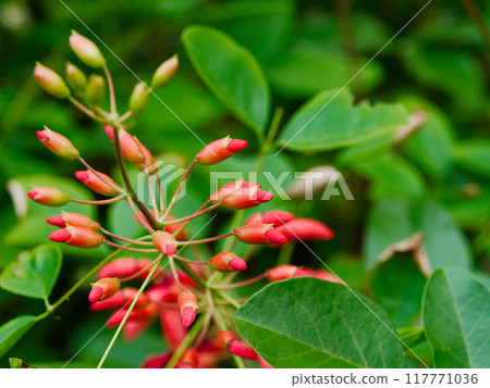 Red flowers of the legume family Coral pea 117771036