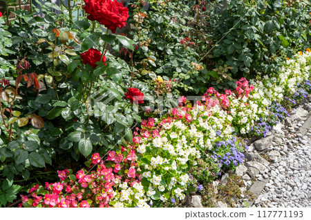 Multi-colored begonias on a street flower bed. Red, pink and white begonia. Flower arrangement in the garden. Garden landscape design. Grow flowers outside. Flowering in summer. simple plants. Multi-colored begonias on a street flower bed. Red, pink and white begonia. Flower arrangement in the garden. Garden landscape design. Grow flowers outside. Flowering in summer. simple plants. 117771193