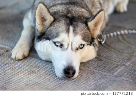 Husky dog lying down, close-up head portrait 117771218
