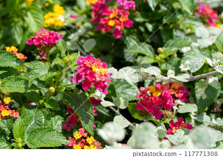 Lantana camara Irene plant on the flowerbed. Flowers in garden. lantana flower bush. Nature background. Green leaves in summer. Lantana camara Irene plant on the flowerbed. Flowers in garden. lantana flower bush. Nature background. Green leaves in summer. 117771308