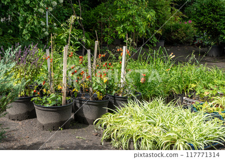 Gardening in the city and the countryside. Grow tomatoes in pots and beds. Small garden with plants. Hobby and rest. Green bush 117771314