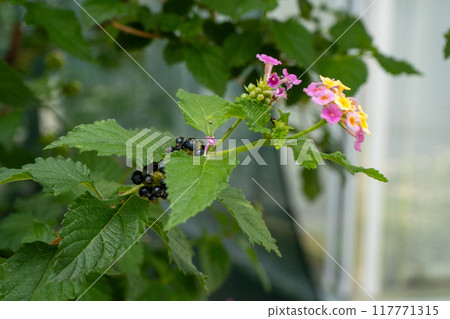 Lantana camara Irene plant on the flowerbed. Flowers in garden. lantana flower bush. Nature background. Green leaves in summer. Black berry 117771315