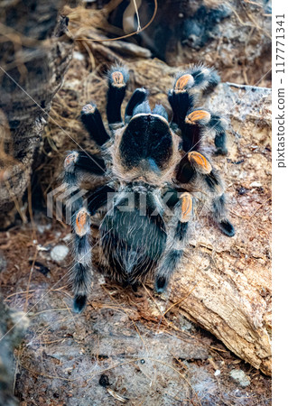 Spider Brachypelma hamorii. Mexican Red Knee. Tarantula smithi 117771341