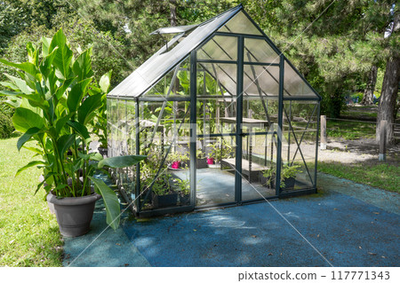 Greenhouse in the garden. Glass small compact greenhouse for growing flowers, vegetables, seedlings of various plants. Gardening. 117771343