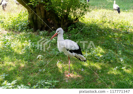 The stork is a large white bird. The stork is a large white bird. 117771347