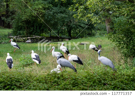 The stork is a large white bird. 117771357