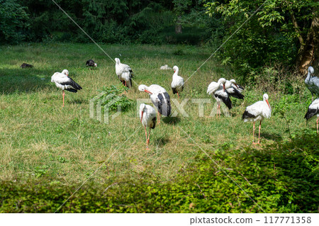 The stork is a large white bird. The stork is a large white bird. 117771358