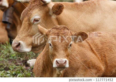 group of cows on a farm 117771452
