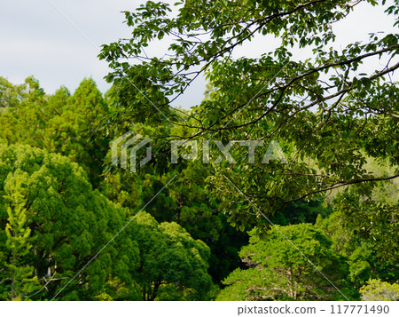Deciduous broadleaf oak forest in the forest park 117771490