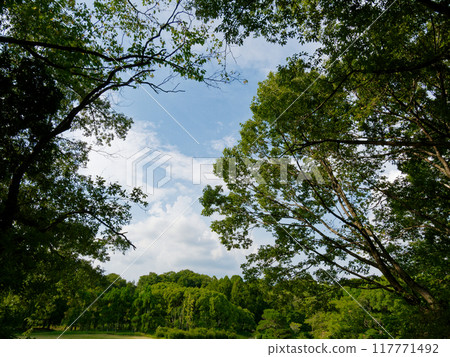 Deciduous broadleaf oak forest in the forest park 117771492