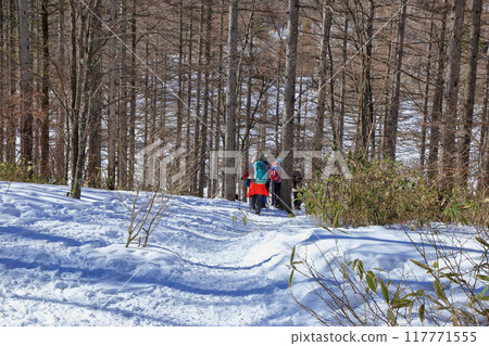 冬天的旅遊山森林地帶 117771555