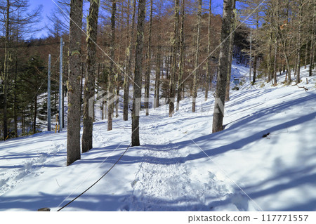 The forested area of Mt. Nyukasa in winter 117771557