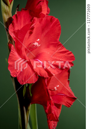 Blooming red gladiolus Oscar on a green background 117771609