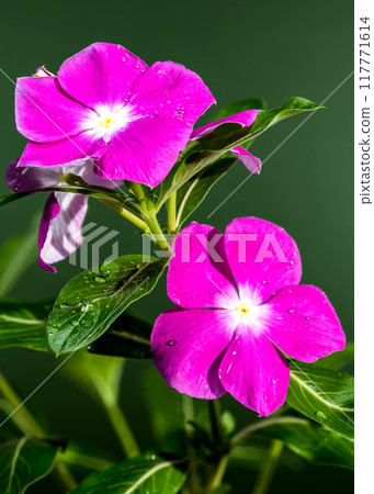 Blooming pink Catharanthus on a green background Blooming pink Catharanthus on a green background 117771614