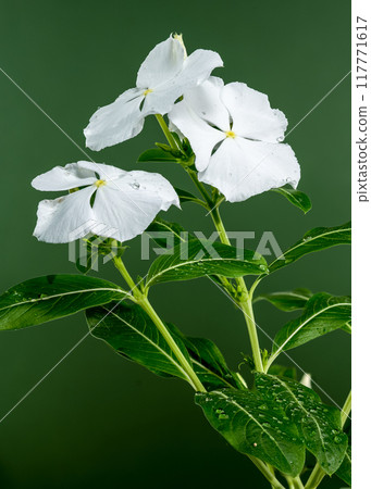 Blooming white Catharanthus on a green background 117771617