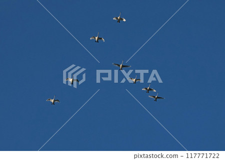 Pack of swans in sky migrating to warm country for wintering. Summer in Belarus. Nature and animals. View from below.  117771722