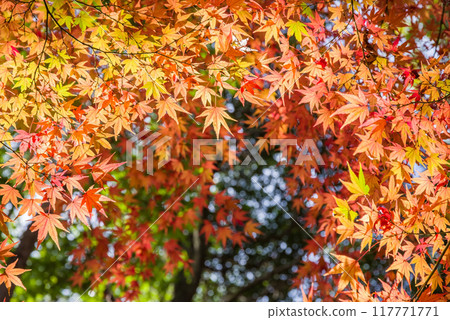 [秋天的樹葉圖片] 山上色彩繽紛的楓樹 117771771