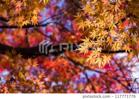 [秋天的樹葉圖片] 山上色彩繽紛的楓樹 117771776