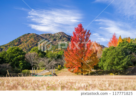 「三重縣立森林」的紅葉《大風樹與紅色聖誕樹》 117771825
