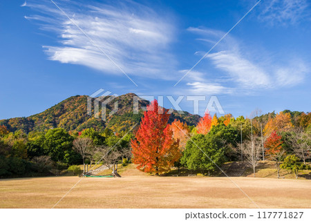 Autumn leaves in "Mie Prefectural Forest" (Large ginkgo tree and red Christmas tree) 117771827