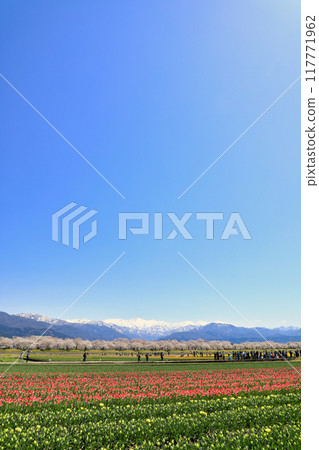 旭船川春天四重奏櫻花(富山縣旭町/4月) 旭船川春天四重奏櫻花(富山縣旭町/4月) 117771962