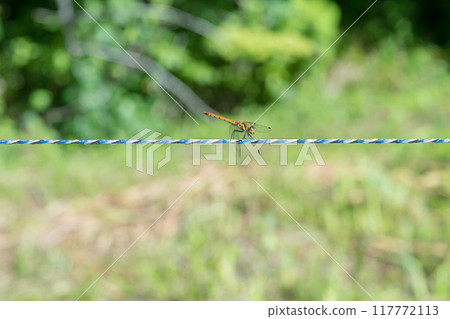 [蜻蜓秋金] 117772113