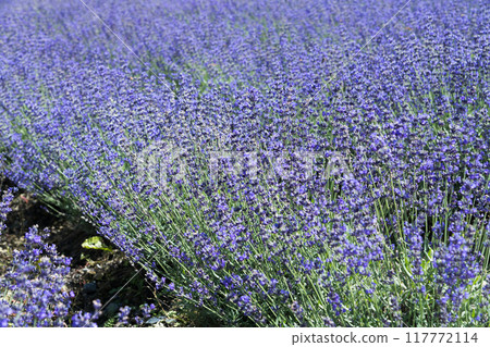 [七澤薰衣草田] 117772114