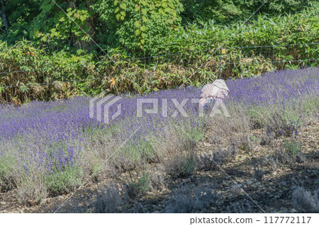 [Working in the Nanarisawa Lavender Field] 117772117