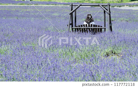 [Lavender field: woman on a swing] 117772118