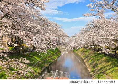 Cherry blossoms along the Matsukawa River (Toyama City, Toyama Prefecture / April) Cherry blossoms along the Matsukawa River (Toyama City, Toyama Prefecture / April) 117772563