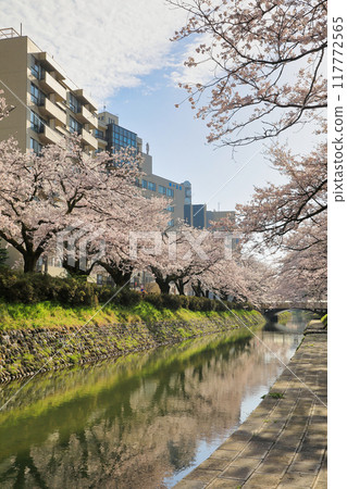 松川的櫻花景色（富山縣富山/4月） 117772565