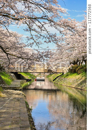 松川的櫻花景色(富山縣富山/4月) 松川的櫻花景色(富山縣富山/4月) 117772568