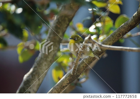 A white-eye flew into the garden. 117772658