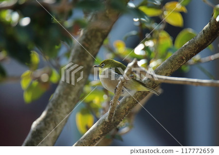 A white-eye flew into the garden. 117772659