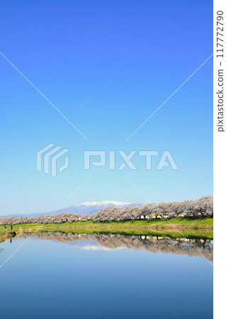 Scenery of Hitome Senbonzakura on the banks of the Shiroishi River Scenery of Hitome Senbonzakura on the banks of the Shiroishi River 117772790