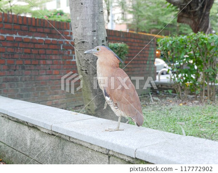 公園的黑冠麻鷺01 117772902