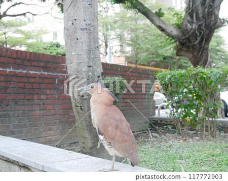 公園的黑冠麻鷺02 117772903
