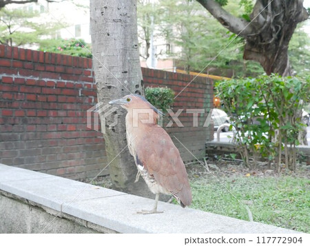 公園的黑冠麻鷺03 117772904