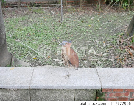 公園的黑冠麻鷺05 117772906