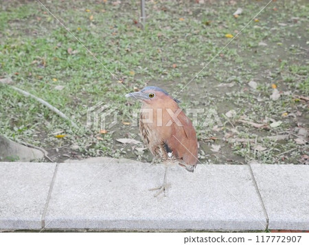 公園的黑冠麻鷺06 公園的黑冠麻鷺06 117772907