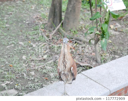 公園的黑冠麻鷺08 117772909